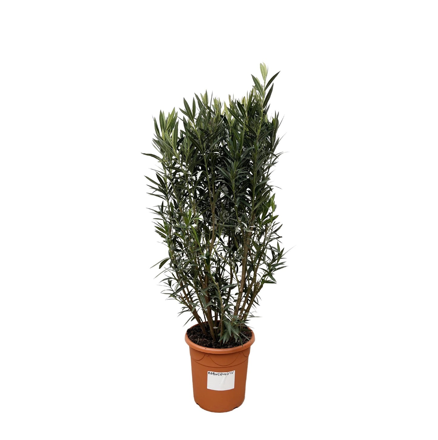 Nerium Oleander struik - 180cm hoog - 40cm doorsnede