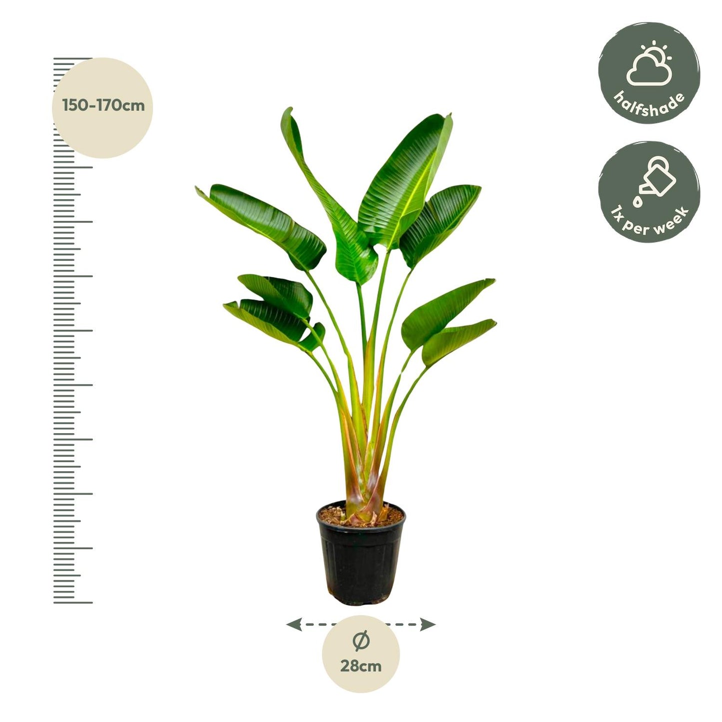 Strelitzia Augusta | ↕160 cm - Ø21-24cm