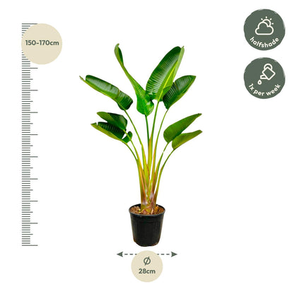 Strelitzia Augusta | ↕160 cm - Ø21-24cm
