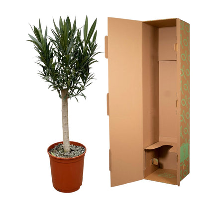Nerium Oleander op stam met rode bloem | ↕110cm - Ø22cm