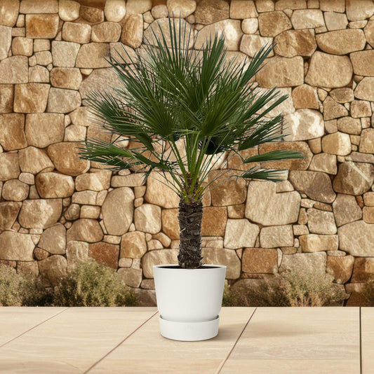 Chamaerops Humilis op stam | ↕150 cm - Ø45cm