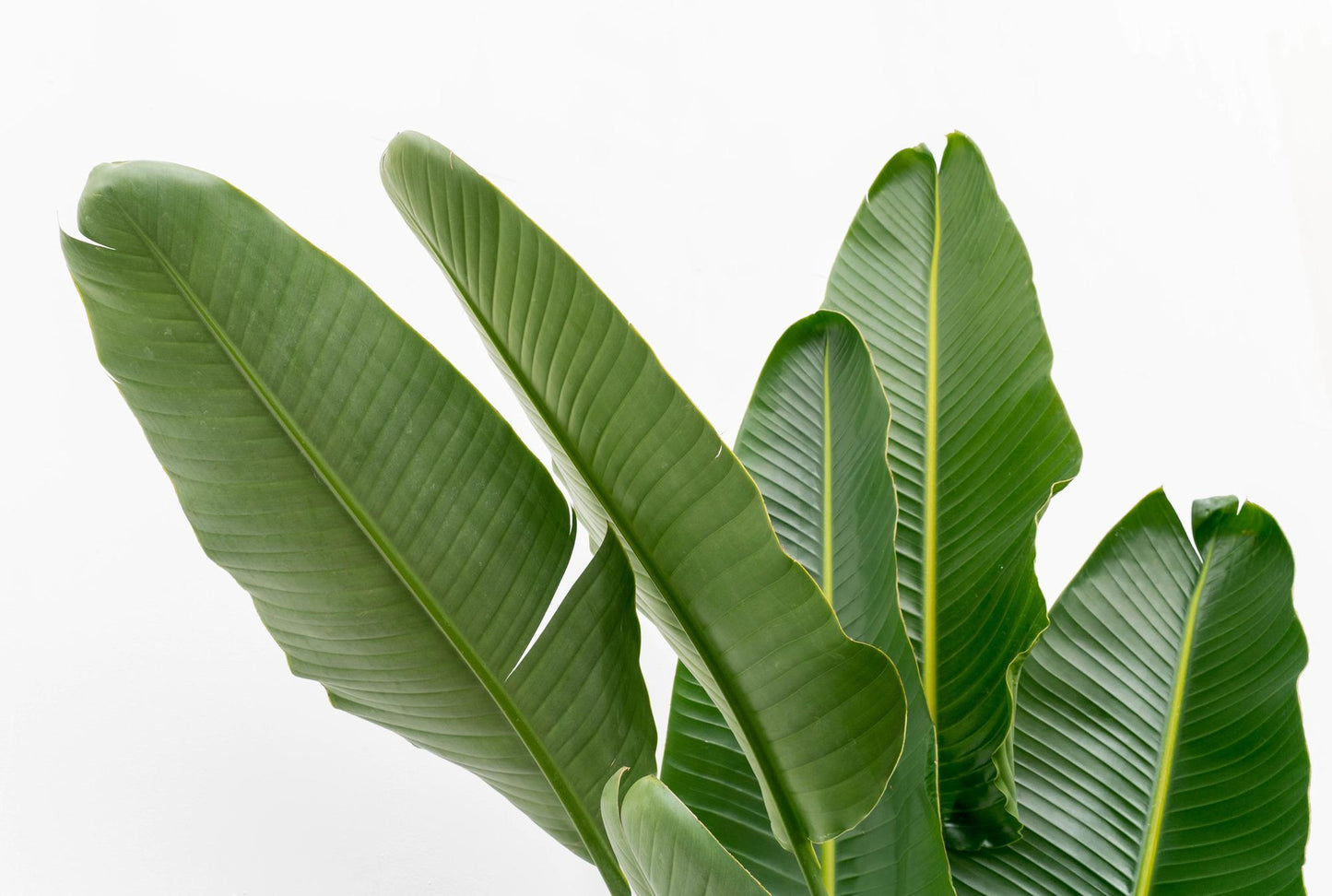 Strelitzia Augusta multi stam XXL | ↕225 cm - Ø40cm