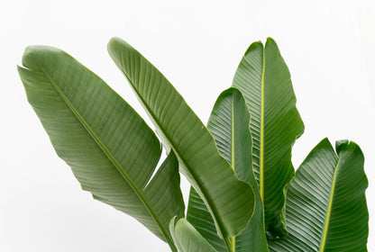 Strelitzia Augusta multi stam XXL | ↕225 cm - Ø40cm