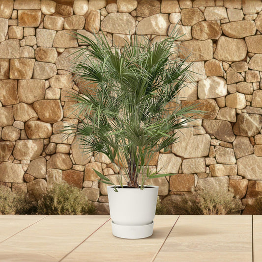 Chamaerops Humilis struik | ↕170cm - Ø30cm