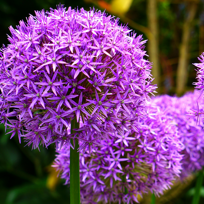 Allium Globemaster 5 stuks