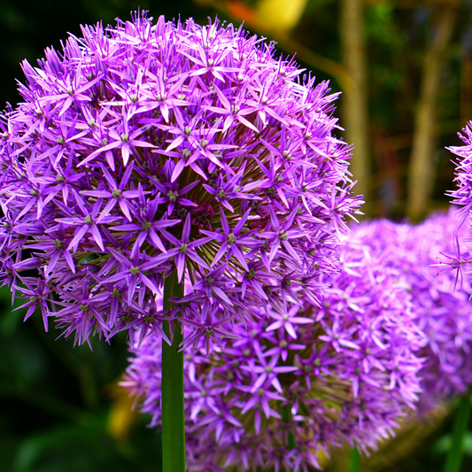 Allium Globemaster 5 stuks