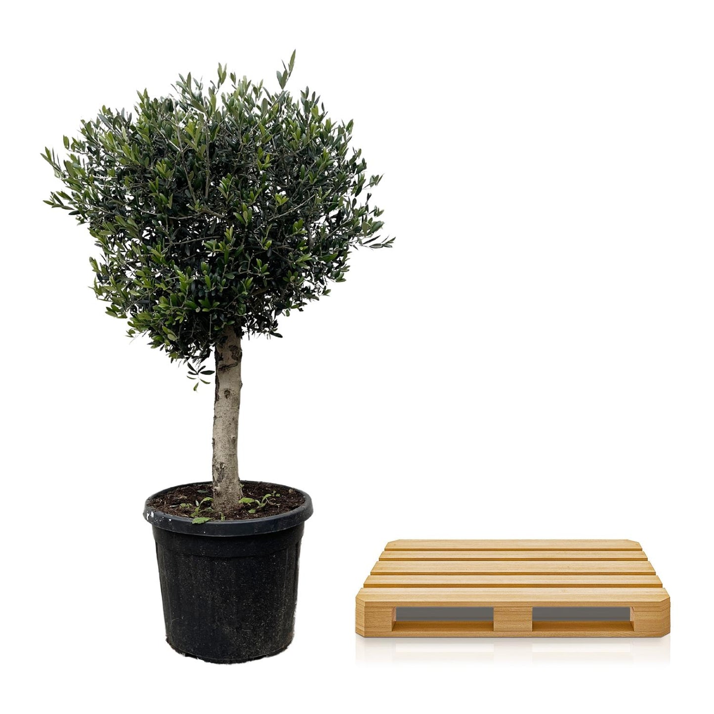 Olea Europaea Lorc | ↕180cm - Ø50cm