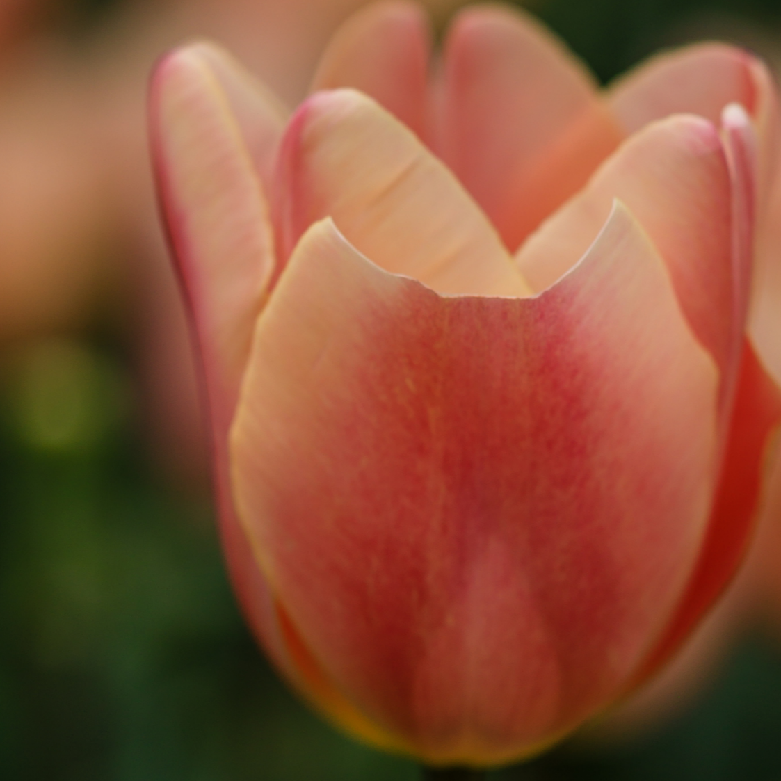20x Tulpenbollen Apricot Foxx – Zalmroze Tulp