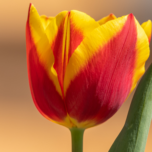 20x Tulpenbollen Jan Seignette – Rood-Geel Gestreepte Tulp