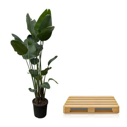 Strelitzia Nicolai XXL | ↕250 cm - Ø50cm