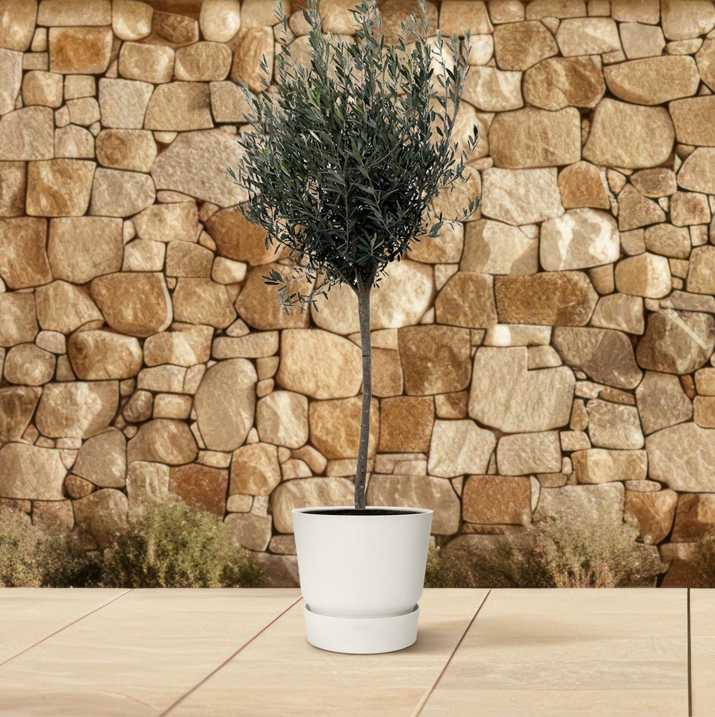 Olea Europaea op stam | ↕160cm - Ø24cm