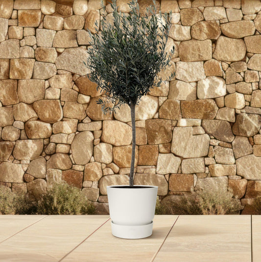 Olea Europaea op stam | ↕160cm - Ø24cm