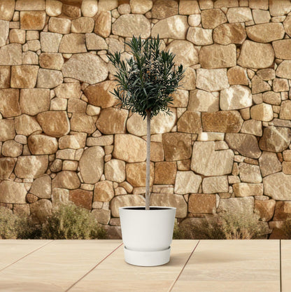Nerium Oleander op stam met rode bloem - 170cm hoog- 40cm doorsnede