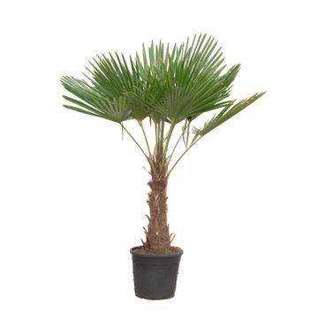 Trachycarpus Fortuneii | ↕180-200 cm - Ø40cm