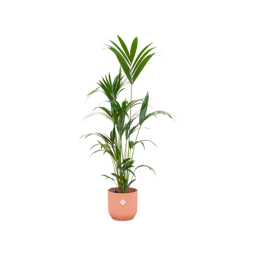 Kentia palm + Elho Vibes Fold Round roze | Ø30 - ↕160 cm