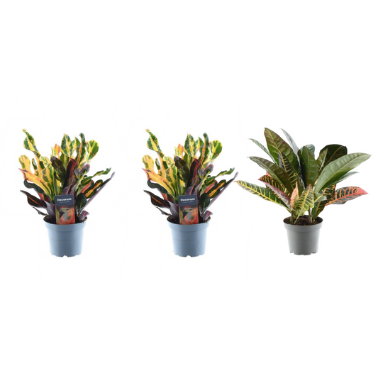 3x Croton Codiaeum mix | ↕30 cm - Ø12cm