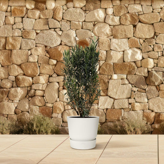 Nerium Oleander struik - 180cm hoog - 40cm doorsnede