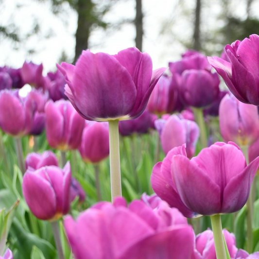 20x Tulpenbollen Purple Prince – Paars-Violet Tulp