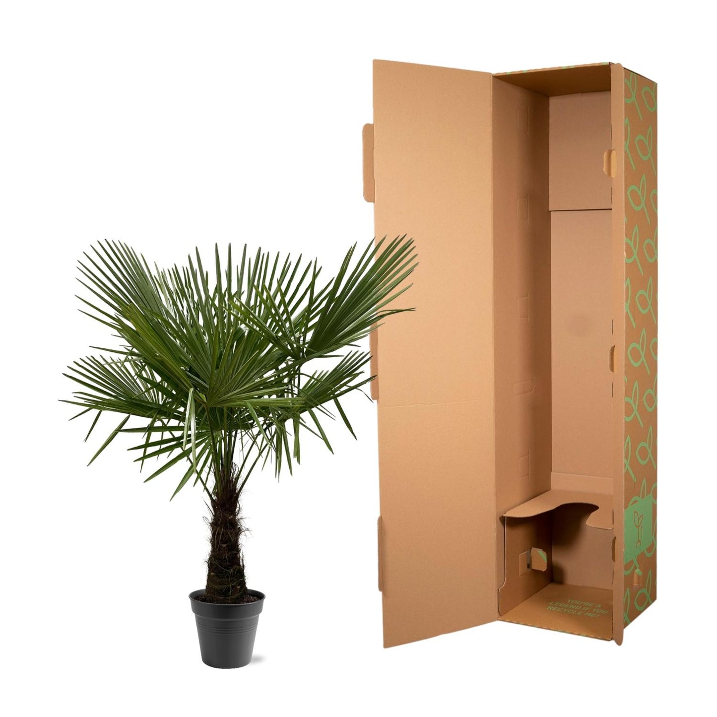Trachycarpus Fortuneii | ↕160-180cm - Ø30cm