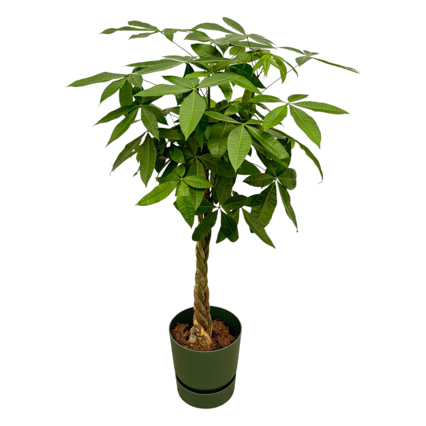 Pachira Aquatica + elho Greenville Round groen | ↕160cm - Ø30