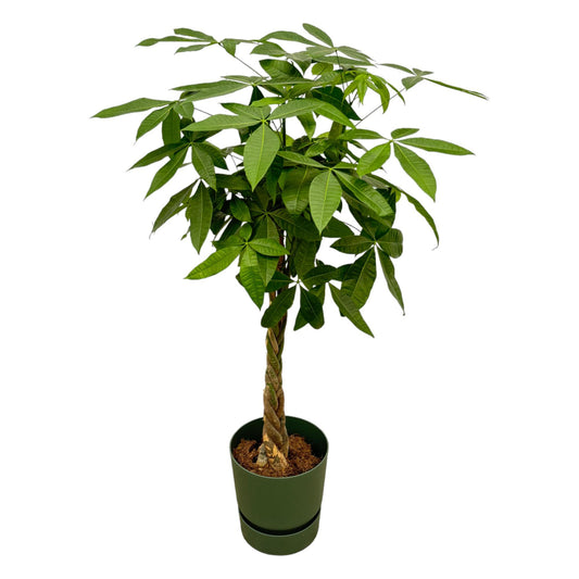 Pachira Aquatica + elho Greenville Round groen | ↕160cm - Ø30