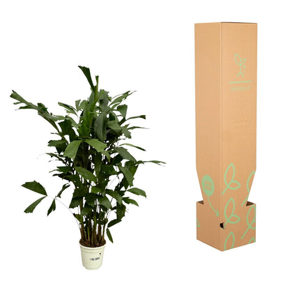 Caryota Mitis | ↕130 cm - Ø19cm