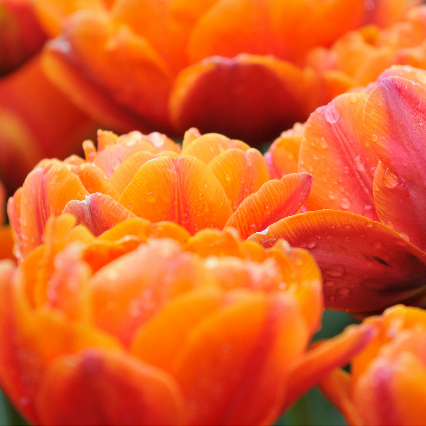 20x Tulpenbollen Icoon – Oranje Dubbelbloemige Tulp
