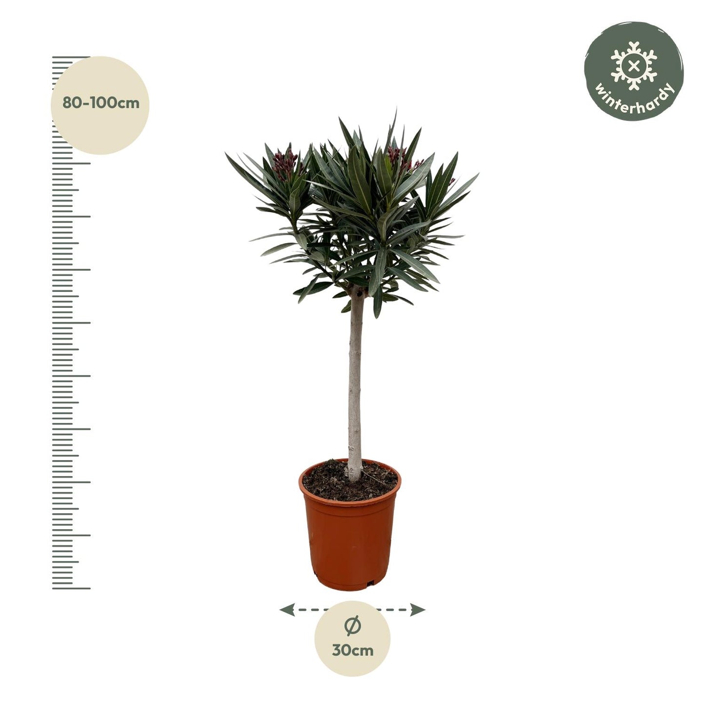 Nerium Oleander op stam met roze bloem | ↕90cm - Ø22cm