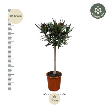 Nerium Oleander op stam met roze bloem | ↕90cm - Ø22cm