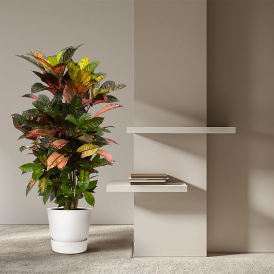 Codiaeum (Croton) Iceton vertakt | ↕120 cm - Ø24cm