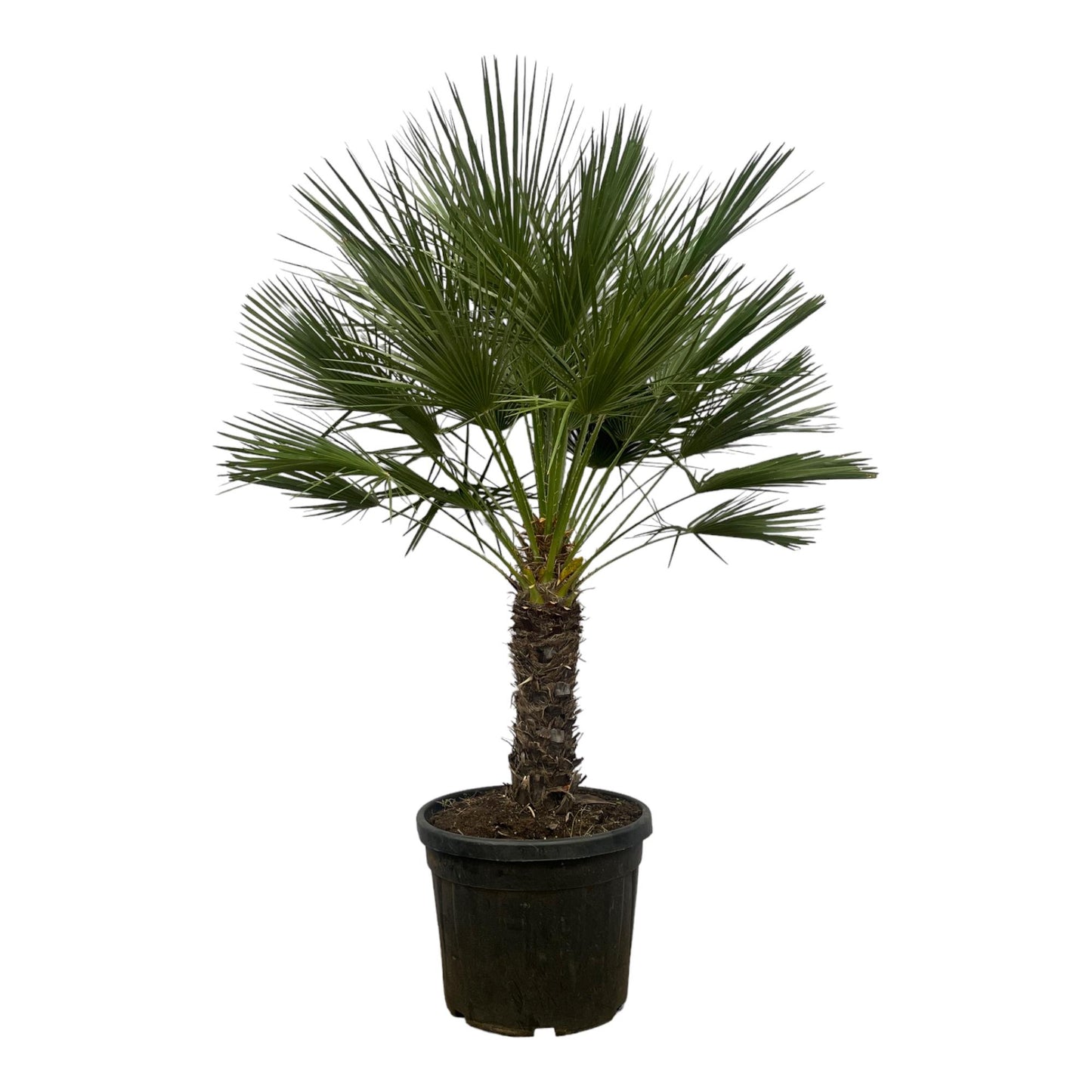 Chamaerops Humilis op stam | ↕150 cm - Ø45cm