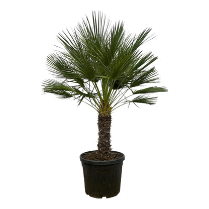 Chamaerops Humilis op stam | ↕150 cm - Ø45cm