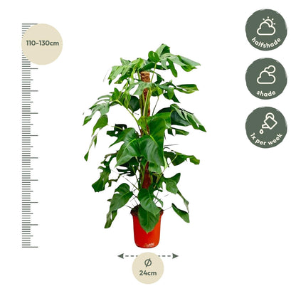 Monstera Pertusum | ↕130 cm - Ø24 cm