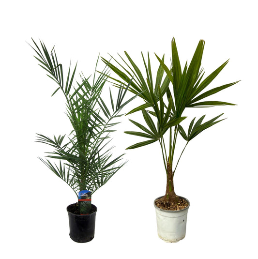 Phoenix Canariensis | ↕80 cm - Ø15cm + Trachycarpus Fortuneii - 100 cm hoog - Ø18cm