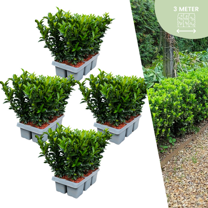 24 x Euonymus Green Spire | Ø7 cm - ↕15cm