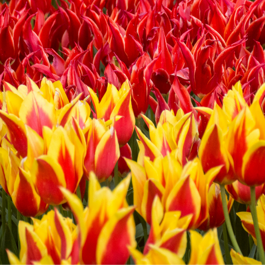 20x Tulpenbollen Fire Wings – Rood-Geel Gevlamde Tulp