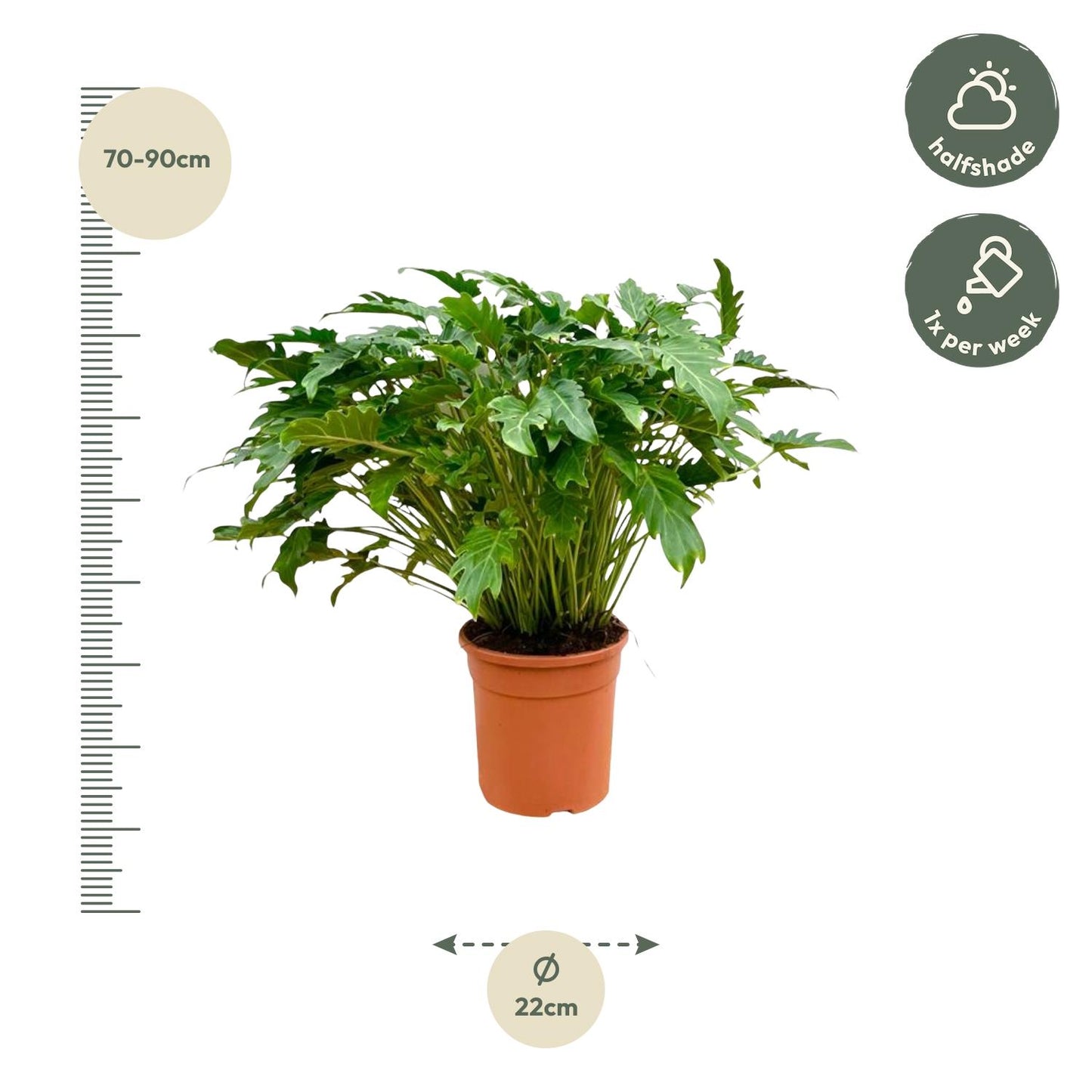 Philodendron Xanadu | ↕80 cm - Ø27cm