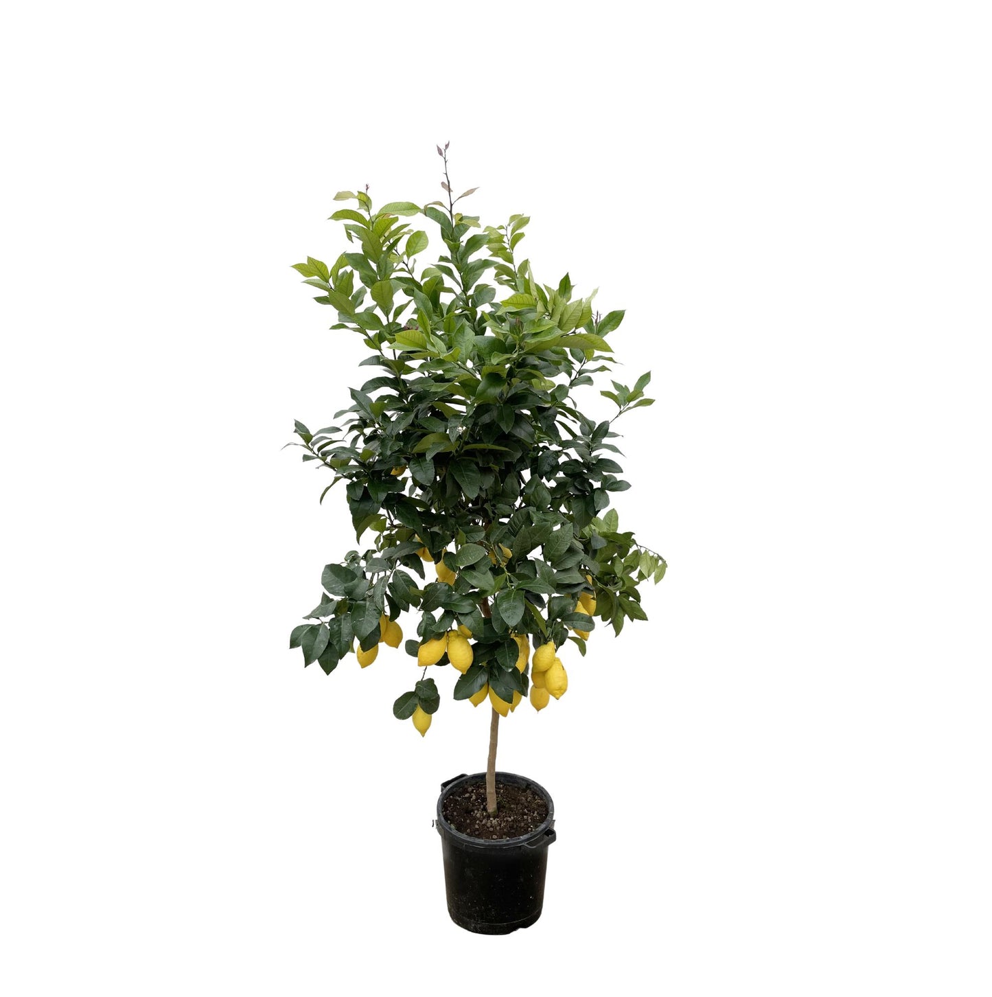 Citrus Lemon | ↕200cm - Ø40cm