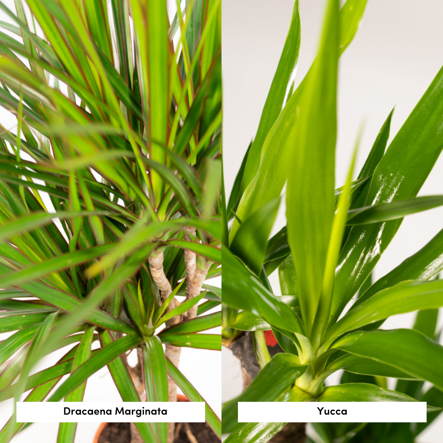 Dracaena 70cm hoog - 17cm doorsnede + Yucca 90cm hoog - 17cm doorsnede
