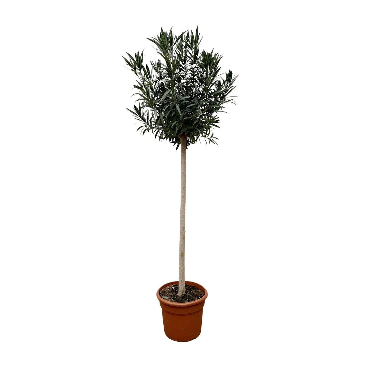 Nerium Oleander op stam met witte bloem - 170cm hoog - 40cm doorsnede