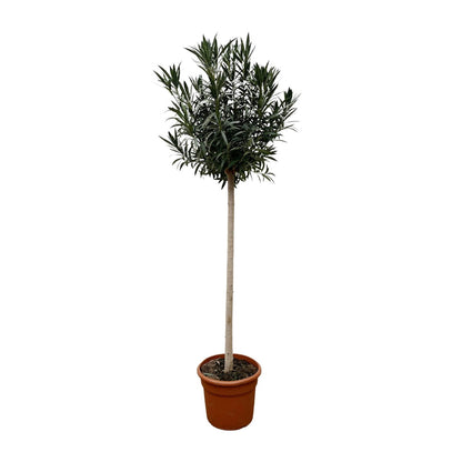 Nerium Oleander op stam met witte bloem - 170cm hoog - 40cm doorsnede