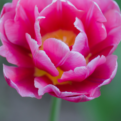 20x Tulpenbollen Columbus – Roze-Witte Dubbele Pioentulp