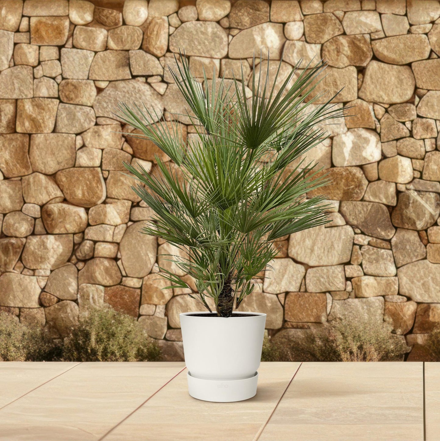 Chamaerops Humilis - 150cm hoog - 30cm doorsnede
