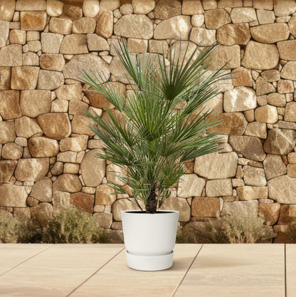 Chamaerops Humilis - 150cm hoog - 30cm doorsnede