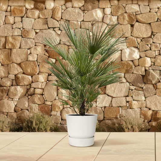 Chamaerops Humilis - 150cm hoog - 30cm doorsnede
