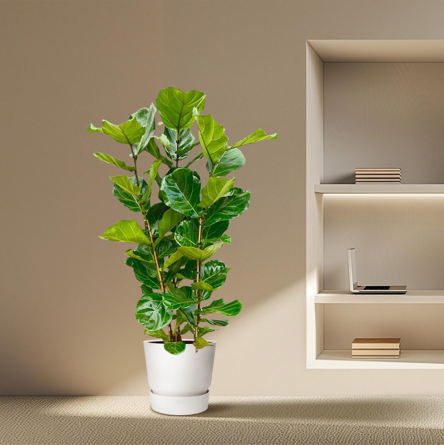Ficus Lyrata struik | ↕155 cm - Ø27cm