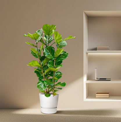 Ficus Lyrata struik | ↕155 cm - Ø27cm
