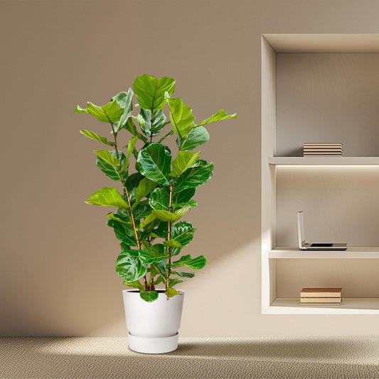 Ficus Lyrata struik | ↕155 cm - Ø27cm