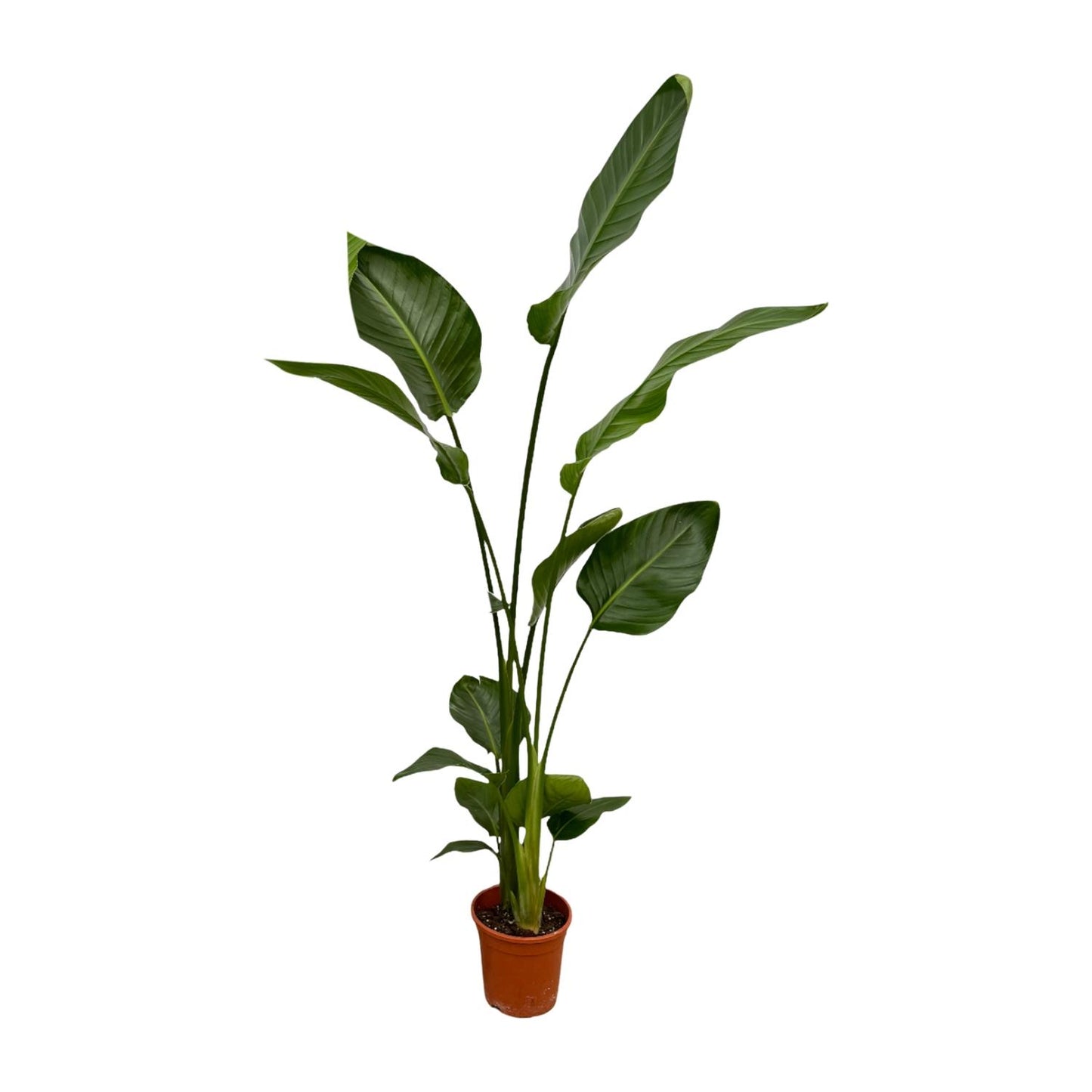 2x Strelitzia Nicolai | ↕130 cm - Ø17cm