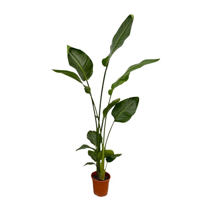 2x Strelitzia Nicolai | ↕130 cm - Ø17cm